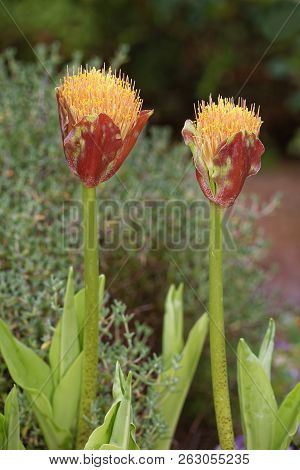 Snake Lily - Scadoxus Puniceus 
From South Africa