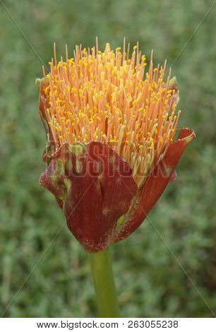 Snake Lily - Scadoxus Puniceus 
From South Africa