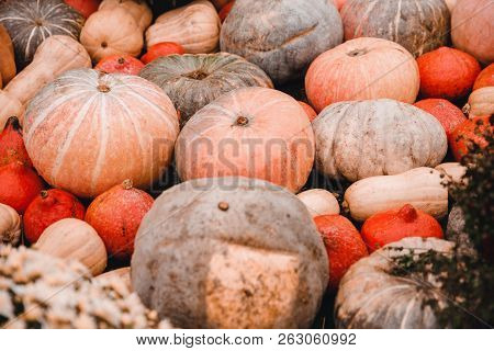 Autumn Harvesting Pumpkins On Farm Bioproducts Patch.