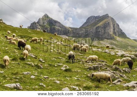 Beautiful Landscape In Montenegro With Fresh Grass And Beautiful Peaks. Durmitor National Park In Mo