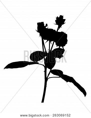 Beautiful Silane White And Black Roses. Isolated On White Background. Vector Illustration