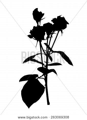 Beautiful Silane White And Black Roses. Isolated On White Background. Vector Illustration