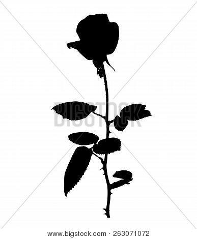 Beautiful Silane White And Black Roses. Isolated On White Background. Vector Illustration