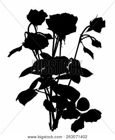 Beautiful Silane White And Black Roses. Isolated On White Background. Vector Illustration