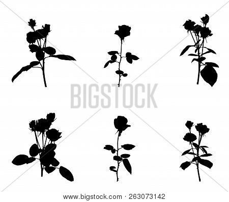 Set Of Beautiful Silane White And Black Roses. Isolated On White Background. Vector Illustration