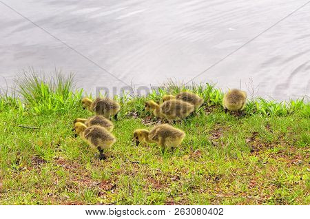 Baby Canada Geese Eating On Shore Of Burr Pond State Park In The Springtime In Torrington Connecticu