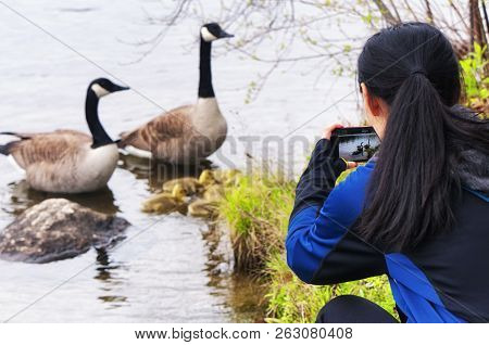 A Woman Taking Pictures Of A Gaggle Of Canada Geese On The Grassy Shore Of Burr Pond State Park In T