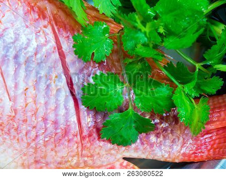 Fresh Fish Are Frozen Prepare To Cooking