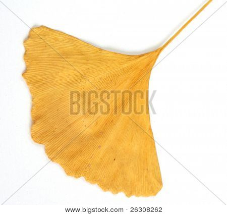 Ginko biloba