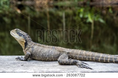 An Australian Eastern Water Monitor Dragon (physignathus Leseurii) In Waiting, Ready To Pounce On Th
