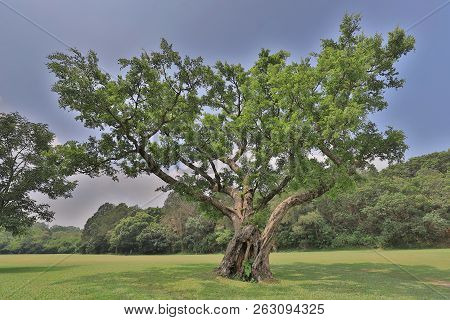 A Big Treee At The Gold Club