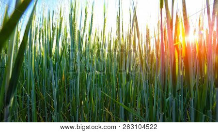 Green Wheat Field With Sunset In Background. Close Up Of Ripe Wheat Ears