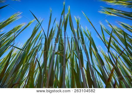 Green Wheat Field With Blue Sky In Background. Close Up Of Ripe Wheat Ears