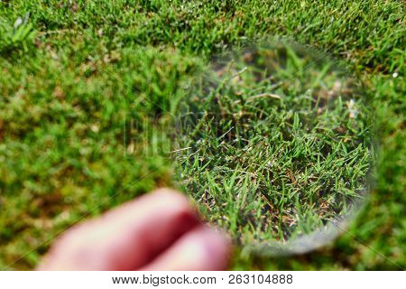 Magnifying Glass Observing The Grass With Some Water Drops