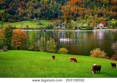 Idyllic Autumn Scene In Grundlsee Lake. Alpine Meadows At Autumn. Location: Resort Grundlsee, Liezen