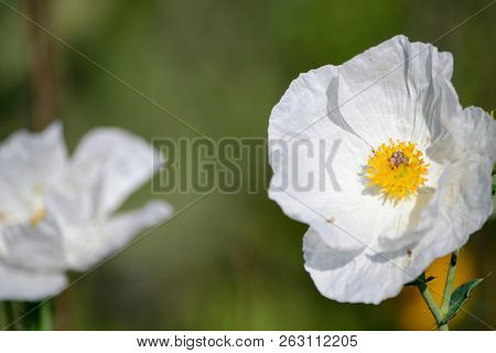 White Poppy Flower At Right With Out Of Focus Flower To The Right