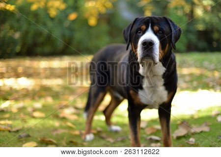 Greater Swiss Mountain Dog In The Garden.