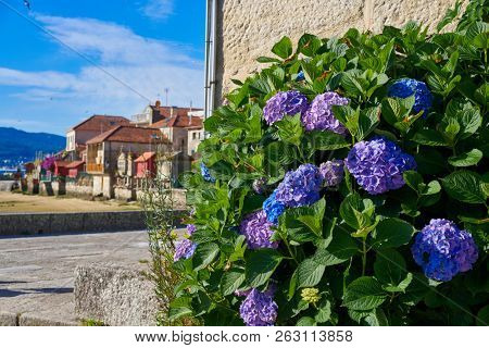 Combarro hydrangeas flowers Galician village in Pontevedra Galicia Spain