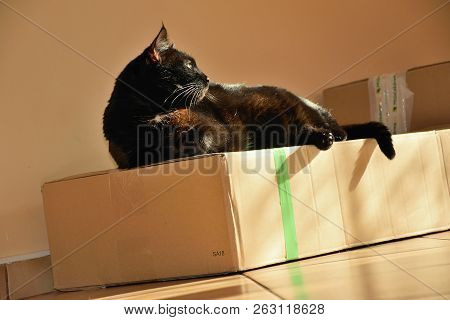 Chomutov, Czech Republic - September 30, 2018: Black Cat Violka On Floor In Living Room
