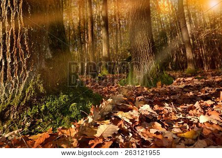 Withered Autumn Leaves Fly In Fall Forest