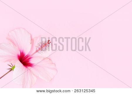 Wellness Background With Hibiscus Flower On Pink With Copy Space