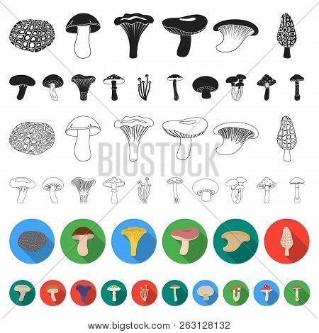 Poisonous And Edible Mushroom Flat Icons In Set Collection For Design. Different Types Of Mushrooms 