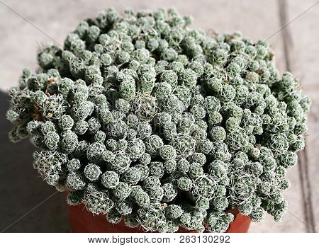 A Pot With A Cactus Named Mammillaria Gracilis