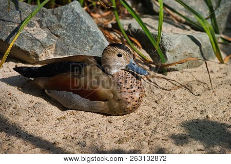 Full Body Of Adult Female Ringed Teal Duck (callonetta Leucophrys). Photography Of Nature And Wildli