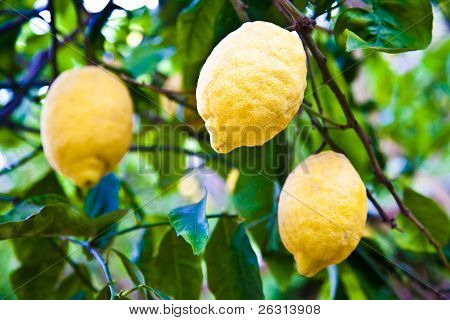 Limon