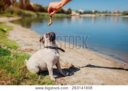 Pug Dog Waiting For Command To Catch Stick In Master's Hand By River. Happy Puppy Training Outdoors