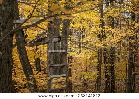 Tree Stand Construction In Tree,  In Fall With Trees With Yellow Leaves