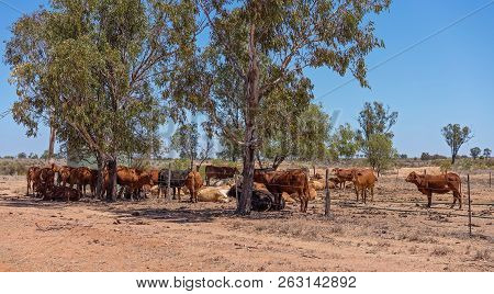 Cattle Resting In The Shade In Outback Australia During Drought