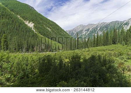 Thickets Of Dwarf Birch In The Shawla River Valley. August, Altai Mountains, Siberia, Russia.