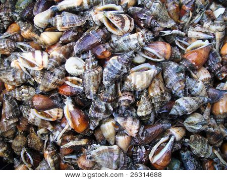 Conchas