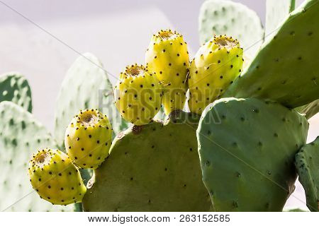 Fresh Prickly Pear From Salento, Apulia, Italy