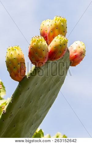 Prickly Pear On A Branch, Salento, Apulia, Italy