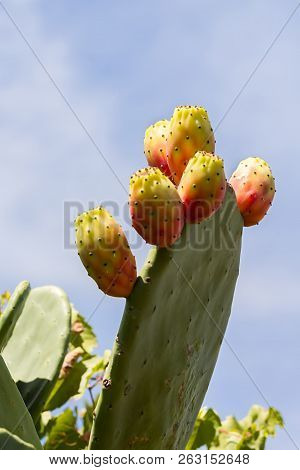 Prickly Pear Ripe Fruit On A Branch, Apulia, Italy