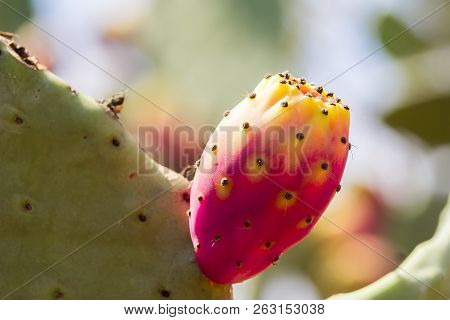 Cactus Figs On Tree Or Prickly Pear, Apulia, Italy