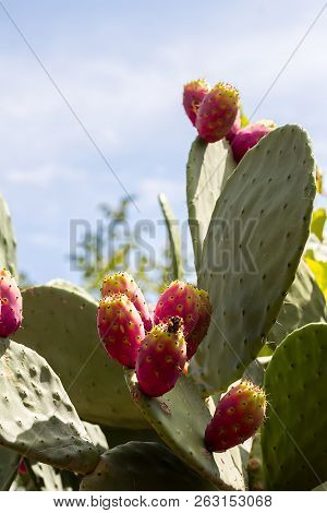 Tasty Prickly Pear Cactus With Fruit And Cactus Spines