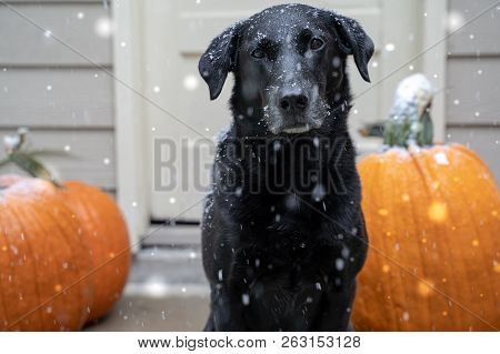 Gorgeous Black Labrador Retriever Dog Sitting Next To Fall Pumpkins While Snowflakes Fall During An 