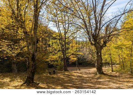 Amazing Fall Landscape With Yellow Trees Near Devil Town In Radan Mountain, Serbia