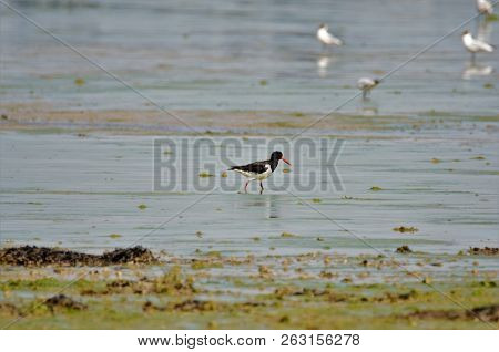 Oystercatcher On Mud At Langstone Harbour , Hampshire,