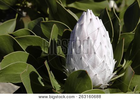 Closed Flower Bulb Of King Protea (protea Cynaroides)