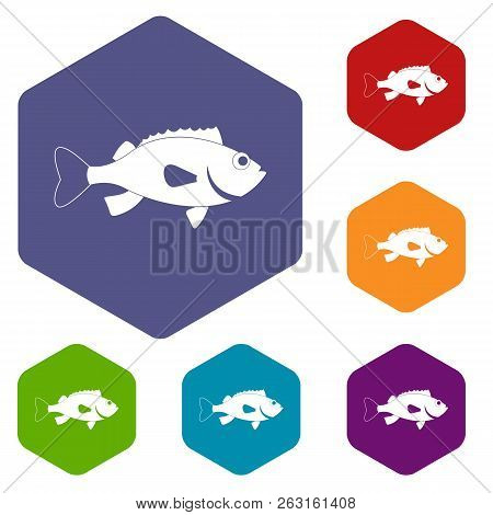 Sea Bass Fish Icons Set Hexagon Isolated Illustration