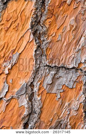 vista ravvicinata sulla corteccia di pino arancione, texture, sfondo