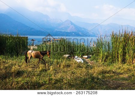 Horse Walking On A Meadow Along Lago Atitlan With Mountainrange And Backlight, San Juan La Laguna, G