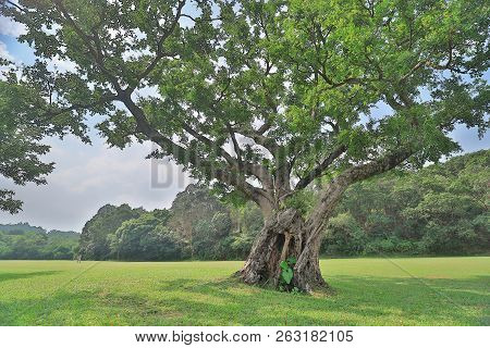 A Big Treee At The Gold Club