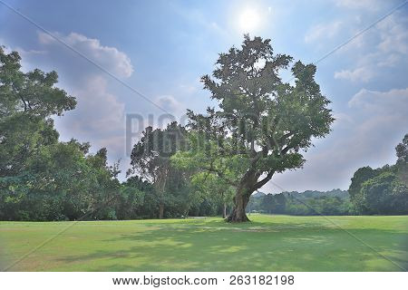 A Big Treee At The Gold Club