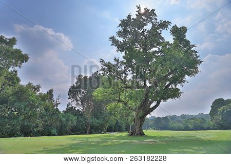 A Big Treee At The Gold Club