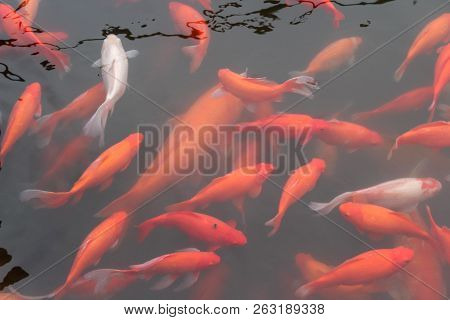 Koi Carp Fish In The Lake Or Pond. Top View. Horizontal.